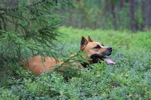 Обои на рабочий стол: в чернике, животное, лежит, лес, под елью, собака, собаки, стафордширский терьер