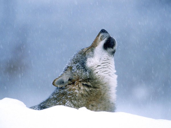 воет, волк, зима, снег
