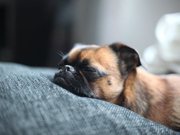 брабансон, кровать, мордочка, нос, пес, собака, спит
