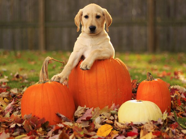 labrador retriever, pupkin, лабрадор ретривер, листья, осень, собака, тыквы, щенок