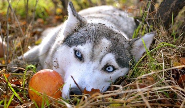 Обои на рабочий стол: husky, голубые глаза, грустные глаза, обои, осень, сибирский хаски, яблоко