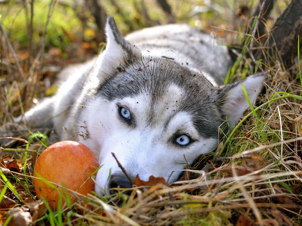 husky, голубые глаза, грустные глаза, обои, осень, сибирский хаски, яблоко