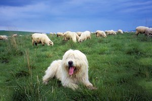 Обои на рабочий стол: sheepdog, овцы, пастбище, польская низинная овчарка, собака