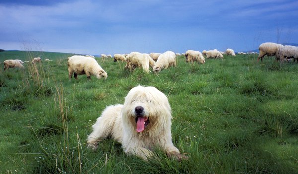 Обои на рабочий стол: sheepdog, овцы, пастбище, польская низинная овчарка, собака