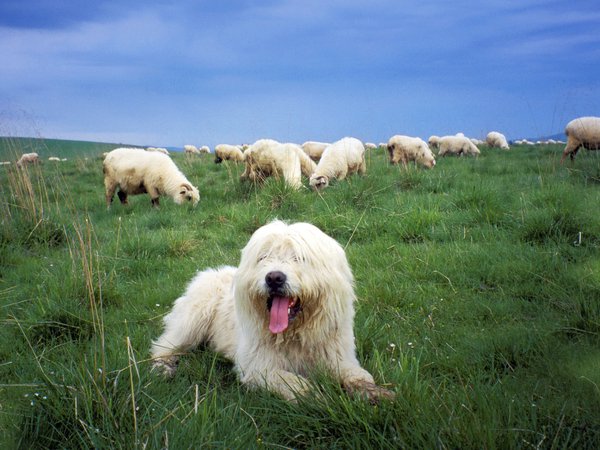 sheepdog, овцы, пастбище, польская низинная овчарка, собака