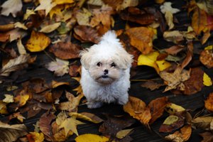 Обои на рабочий стол: листья, лохматый, маленький, осень, пес, щенок мальтийской болонки