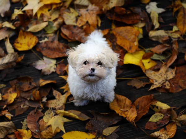 листья, лохматый, маленький, осень, пес, щенок мальтийской болонки