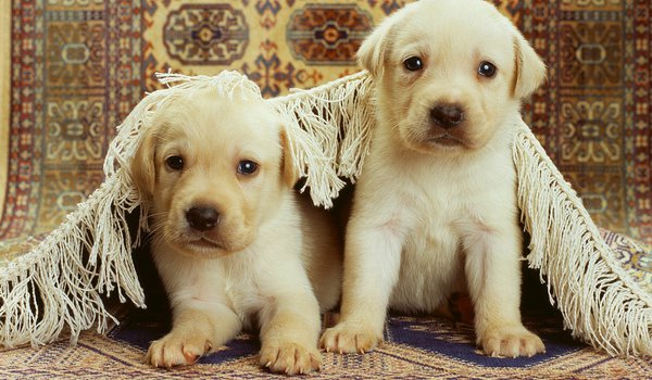Обои на рабочий стол: puppy, два, двое, ковер, щенки