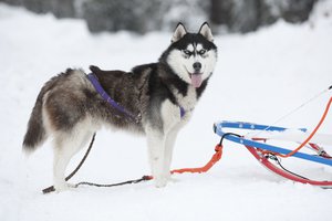 Обои на рабочий стол: Ездовая собака, сани, хаски