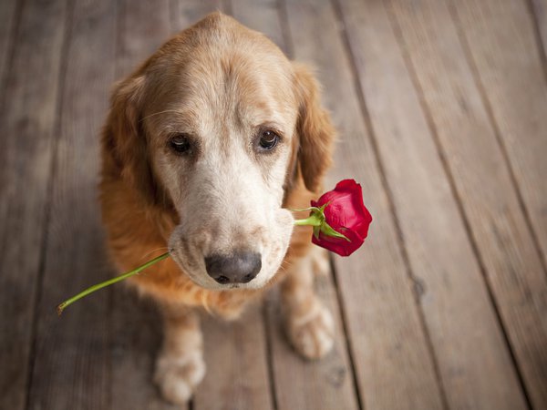 друг, роза, собака