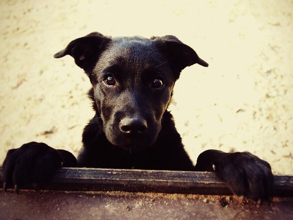 взгляд, глаза, морда, пес, смотрит, собака, черный