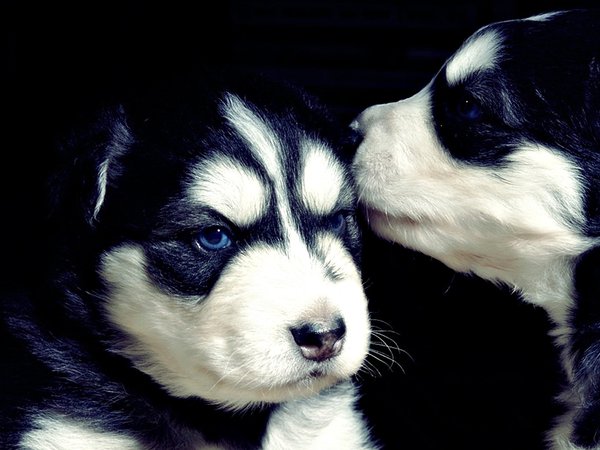 cute, puppies, хаски, черный, щенки
