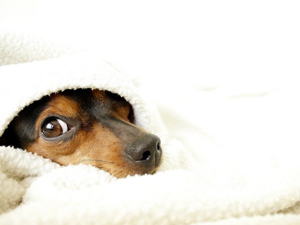 одеяло, собака, уют