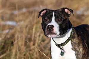 Обои на рабочий стол: Staffordshire Bull Terrier, английский стаффордширский бультерьер, друг, собака