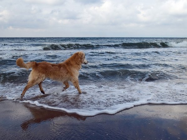море, собака, фон