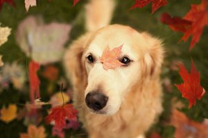 Обои на рабочий стол: листья, осень, собака
