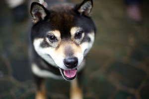 Обои на рабочий стол: dog, Shiba Inu, взгляд, собака, язык