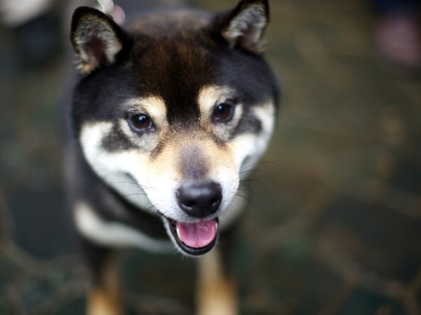 dog, Shiba Inu, взгляд, собака, язык