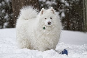 Обои на рабочий стол: белая, зима, снег, собака