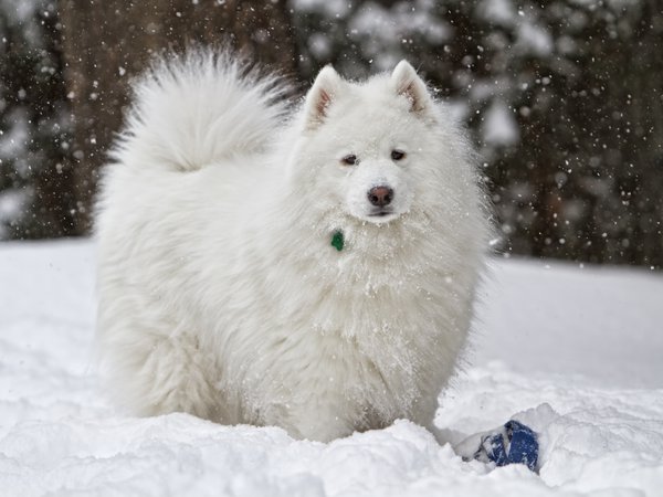 белая, зима, снег, собака