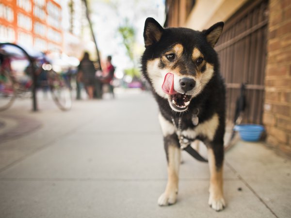 Shiba Inu, взгляд, собака, язык