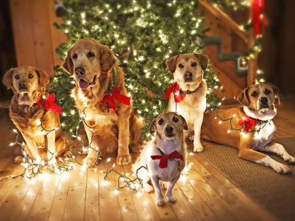елка, праздник, собаки