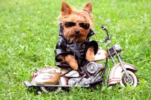 Обои на рабочий стол: Йоркширский терьер, куртка, мотоцикл, очки, собака, трава