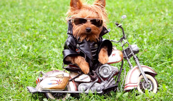 Обои на рабочий стол: Йоркширский терьер, куртка, мотоцикл, очки, собака, трава