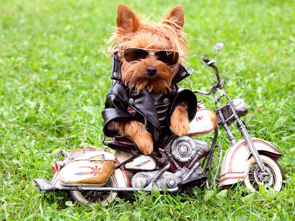 Йоркширский терьер, куртка, мотоцикл, очки, собака, трава