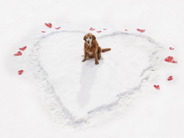 зима, сердце, собака