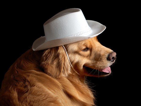 друг, собака, шляпа