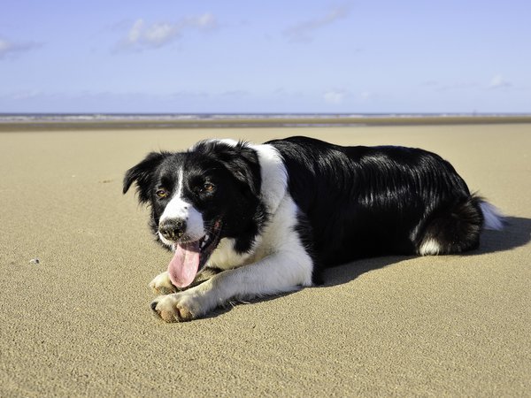лето, море, пляж, собака