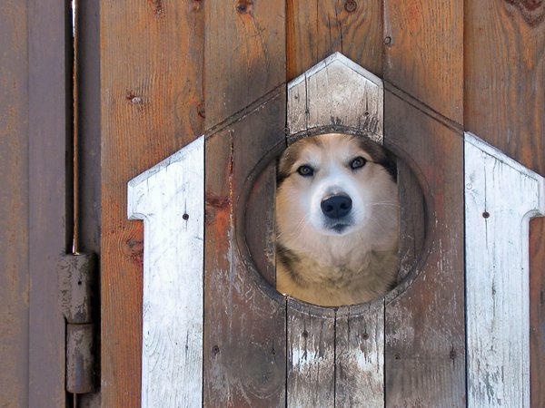 взгляд, забор, собака