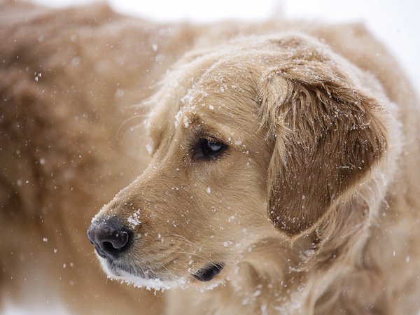 друг, снег, собака