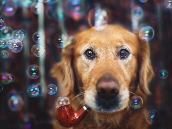 пузыри, собака, трубка