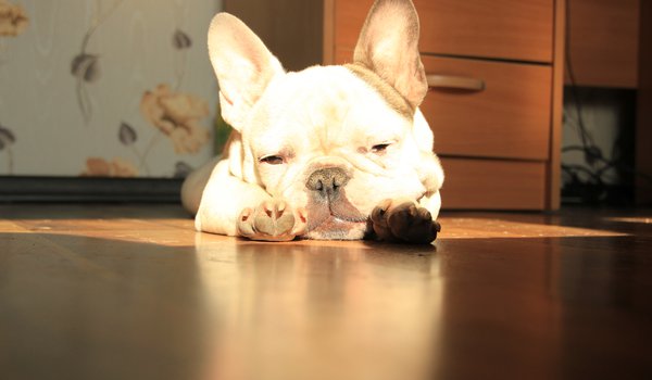 Обои на рабочий стол: French Bulldog, лежит, солнце, французский бульдог