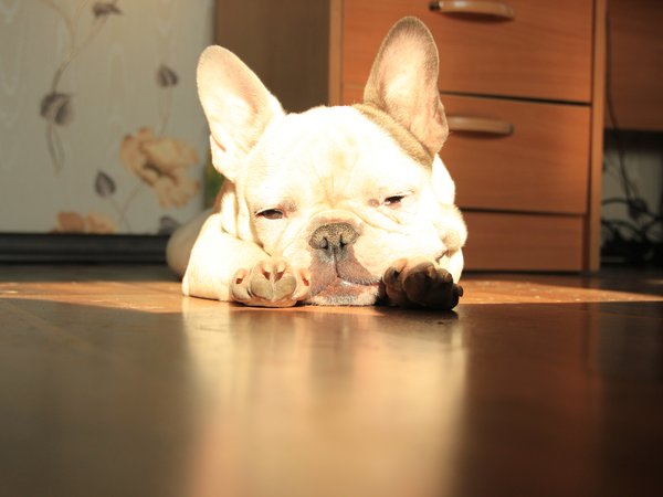 French Bulldog, лежит, солнце, французский бульдог