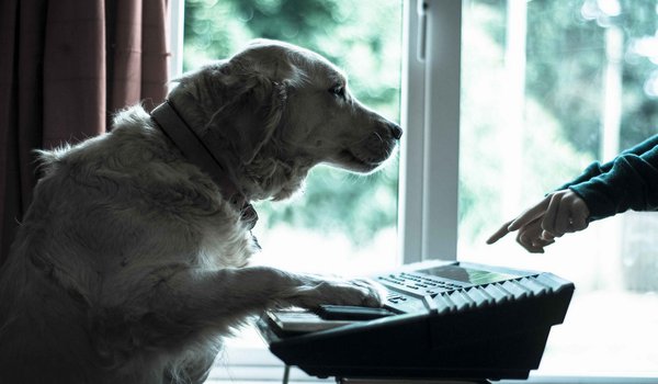 Обои на рабочий стол: друг, музыкант, собака