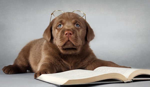 Обои на рабочий стол: друг, книга, лабрадор, очки, собака