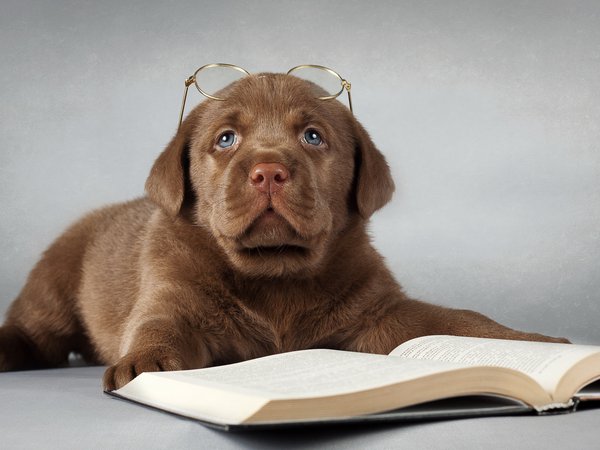 друг, книга, лабрадор, очки, собака