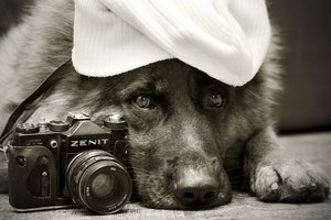 Обои на рабочий стол: Zenit, друг, немецкая овчарка, собака