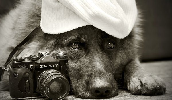 Обои на рабочий стол: Zenit, друг, немецкая овчарка, собака