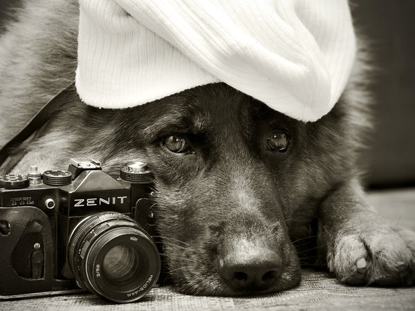 Zenit, друг, немецкая овчарка, собака