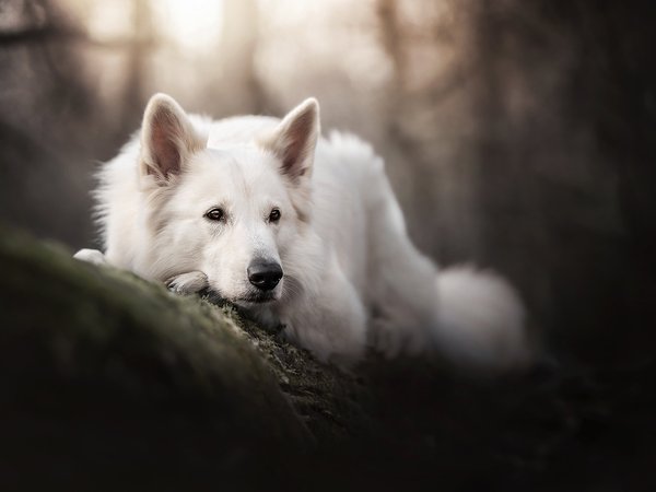 Белая швейцарская овчарка, боке, морда, собака