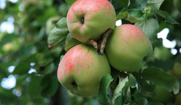Обои на рабочий стол: деревня, еда, природа, сад, утро, яблоки, яблоко, яблоня