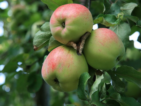 деревня, еда, природа, сад, утро, яблоки, яблоко, яблоня