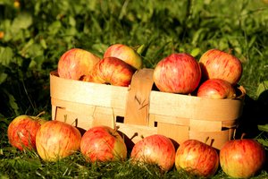 Обои на рабочий стол: лукошко, осень., природа, фрукты, яблоки
