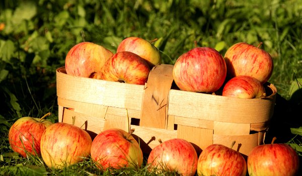 Обои на рабочий стол: лукошко, осень., природа, фрукты, яблоки