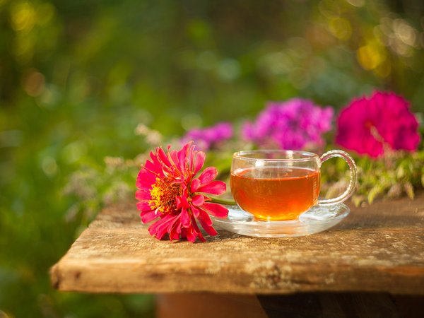 напиток, цветы, циннИя, чай