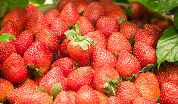 Обои на рабочий стол: berries, fresh, strawberry, sweet, клубника, красные, спелая, ягоды